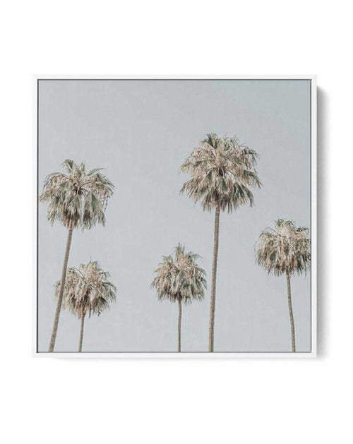 Melrose Ave Palms SQ | Framed Canvas-CANVAS-You can shop wall art online with Olive et Oriel for everything from abstract art to fun kids wall art. Our beautiful modern art prints and canvas art are available from large canvas prints to wall art paintings and our proudly Australian artwork collection offers only the highest quality framed large wall art and canvas art Australia - You can buy fashion photography prints or Hampton print posters and paintings on canvas from Olive et Oriel and have 
