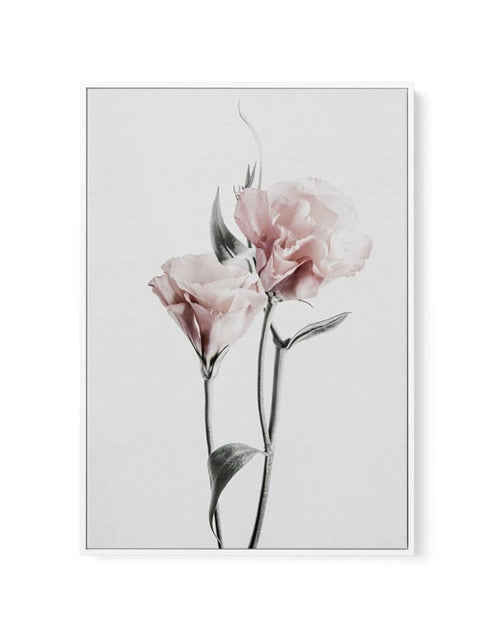 Pink Lisianthus III | Framed Canvas-CANVAS-You can shop wall art online with Olive et Oriel for everything from abstract art to fun kids wall art. Our beautiful modern art prints and canvas art are available from large canvas prints to wall art paintings and our proudly Australian artwork collection offers only the highest quality framed large wall art and canvas art Australia - You can buy fashion photography prints or Hampton print posters and paintings on canvas from Olive et Oriel and have t