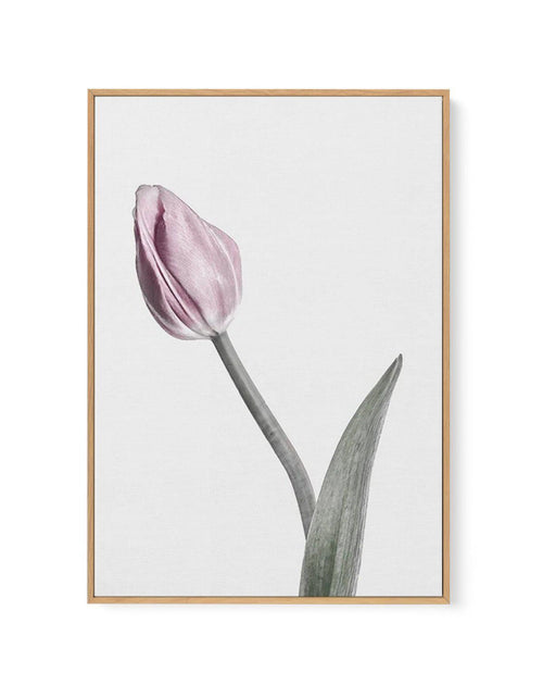 Pink Tulip Illustration I | Framed Canvas-CANVAS-You can shop wall art online with Olive et Oriel for everything from abstract art to fun kids wall art. Our beautiful modern art prints and canvas art are available from large canvas prints to wall art paintings and our proudly Australian artwork collection offers only the highest quality framed large wall art and canvas art Australia - You can buy fashion photography prints or Hampton print posters and paintings on canvas from Olive et Oriel and 