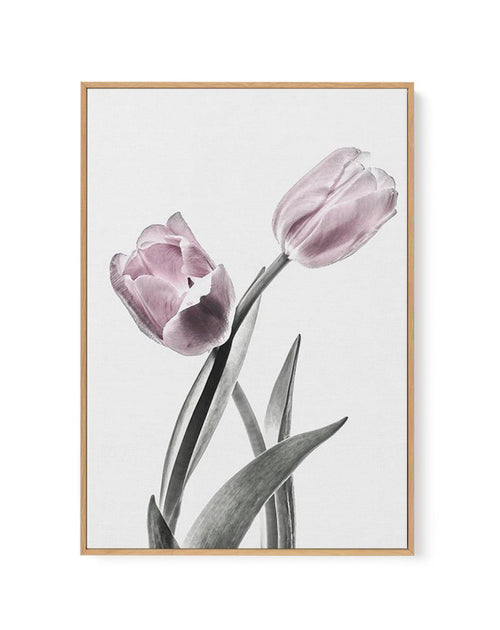 Pink Tulip Illustration II | Framed Canvas-CANVAS-You can shop wall art online with Olive et Oriel for everything from abstract art to fun kids wall art. Our beautiful modern art prints and canvas art are available from large canvas prints to wall art paintings and our proudly Australian artwork collection offers only the highest quality framed large wall art and canvas art Australia - You can buy fashion photography prints or Hampton print posters and paintings on canvas from Olive et Oriel and