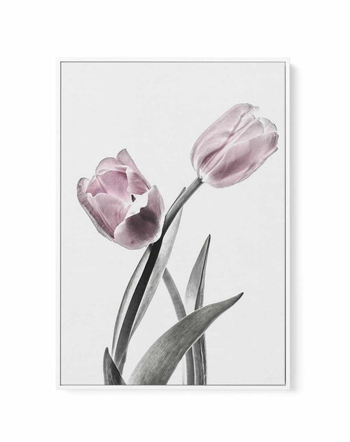 Pink Tulip Illustration II | Framed Canvas-CANVAS-You can shop wall art online with Olive et Oriel for everything from abstract art to fun kids wall art. Our beautiful modern art prints and canvas art are available from large canvas prints to wall art paintings and our proudly Australian artwork collection offers only the highest quality framed large wall art and canvas art Australia - You can buy fashion photography prints or Hampton print posters and paintings on canvas from Olive et Oriel and