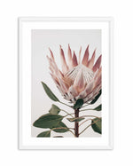 Protea in Overture I Art Print-PRINT-Olive et Oriel-Olive et Oriel-A4 | 8.3" x 11.7" | 21 x 29.7cm-White-With White Border-Buy-Australian-Art-Prints-Online-with-Olive-et-Oriel-Your-Artwork-Specialists-Austrailia-Decorate-With-Coastal-Photo-Wall-Art-Prints-From-Our-Beach-House-Artwork-Collection-Fine-Poster-and-Framed-Artwork