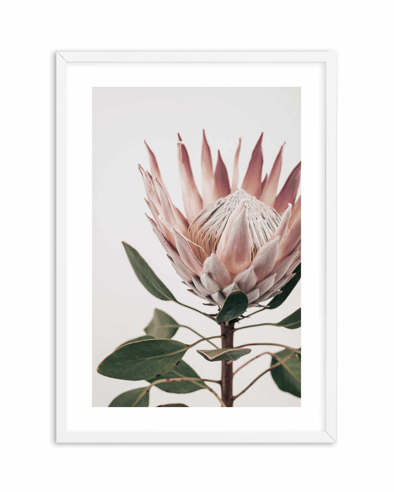 Protea in Overture I Art Print-PRINT-Olive et Oriel-Olive et Oriel-A4 | 8.3" x 11.7" | 21 x 29.7cm-White-With White Border-Buy-Australian-Art-Prints-Online-with-Olive-et-Oriel-Your-Artwork-Specialists-Austrailia-Decorate-With-Coastal-Photo-Wall-Art-Prints-From-Our-Beach-House-Artwork-Collection-Fine-Poster-and-Framed-Artwork