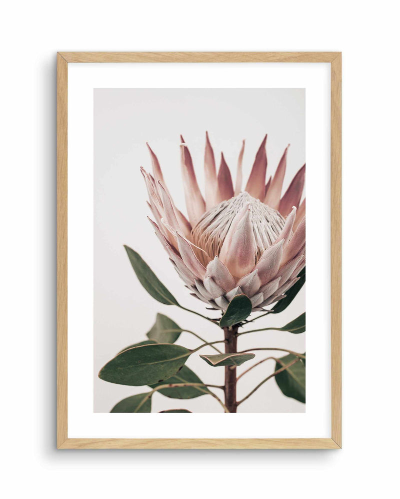 Protea in Overture I Art Print-PRINT-Olive et Oriel-Olive et Oriel-A4 | 8.3" x 11.7" | 21 x 29.7cm-Oak-With White Border-Buy-Australian-Art-Prints-Online-with-Olive-et-Oriel-Your-Artwork-Specialists-Austrailia-Decorate-With-Coastal-Photo-Wall-Art-Prints-From-Our-Beach-House-Artwork-Collection-Fine-Poster-and-Framed-Artwork