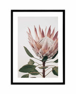 Protea in Overture I Art Print-PRINT-Olive et Oriel-Olive et Oriel-A4 | 8.3" x 11.7" | 21 x 29.7cm-Black-With White Border-Buy-Australian-Art-Prints-Online-with-Olive-et-Oriel-Your-Artwork-Specialists-Austrailia-Decorate-With-Coastal-Photo-Wall-Art-Prints-From-Our-Beach-House-Artwork-Collection-Fine-Poster-and-Framed-Artwork