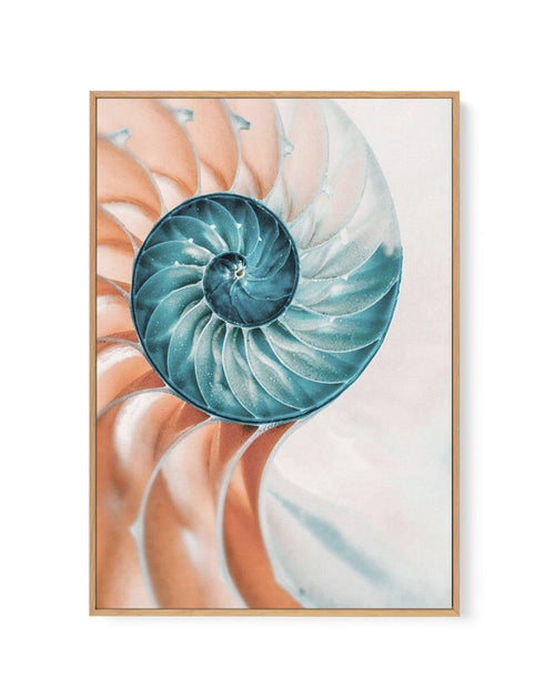 Summer Nautilus | Framed Canvas-CANVAS-You can shop wall art online with Olive et Oriel for everything from abstract art to fun kids wall art. Our beautiful modern art prints and canvas art are available from large canvas prints to wall art paintings and our proudly Australian artwork collection offers only the highest quality framed large wall art and canvas art Australia - You can buy fashion photography prints or Hampton print posters and paintings on canvas from Olive et Oriel and have them 