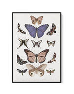 Vintage Butterfly Chart | Framed Canvas-CANVAS-You can shop wall art online with Olive et Oriel for everything from abstract art to fun kids wall art. Our beautiful modern art prints and canvas art are available from large canvas prints to wall art paintings and our proudly Australian artwork collection offers only the highest quality framed large wall art and canvas art Australia - You can buy fashion photography prints or Hampton print posters and paintings on canvas from Olive et Oriel and ha