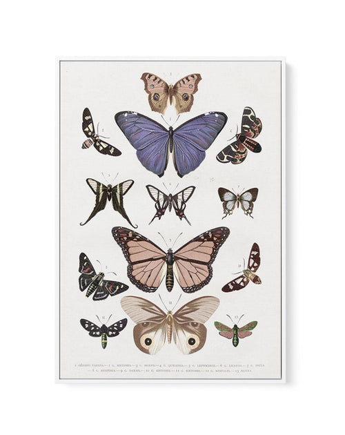 Vintage Butterfly Chart | Framed Canvas-CANVAS-You can shop wall art online with Olive et Oriel for everything from abstract art to fun kids wall art. Our beautiful modern art prints and canvas art are available from large canvas prints to wall art paintings and our proudly Australian artwork collection offers only the highest quality framed large wall art and canvas art Australia - You can buy fashion photography prints or Hampton print posters and paintings on canvas from Olive et Oriel and ha