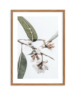 White Eucalyptus III Art Print-PRINT-Olive et Oriel-Olive et Oriel-50x70 cm | 19.6" x 27.5"-Walnut-With White Border-Buy-Australian-Art-Prints-Online-with-Olive-et-Oriel-Your-Artwork-Specialists-Austrailia-Decorate-With-Coastal-Photo-Wall-Art-Prints-From-Our-Beach-House-Artwork-Collection-Fine-Poster-and-Framed-Artwork