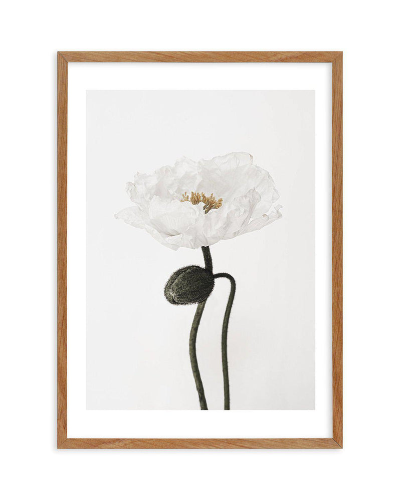 White Poppy I Art Print-PRINT-Olive et Oriel-Olive et Oriel-50x70 cm | 19.6" x 27.5"-Walnut-With White Border-Buy-Australian-Art-Prints-Online-with-Olive-et-Oriel-Your-Artwork-Specialists-Austrailia-Decorate-With-Coastal-Photo-Wall-Art-Prints-From-Our-Beach-House-Artwork-Collection-Fine-Poster-and-Framed-Artwork