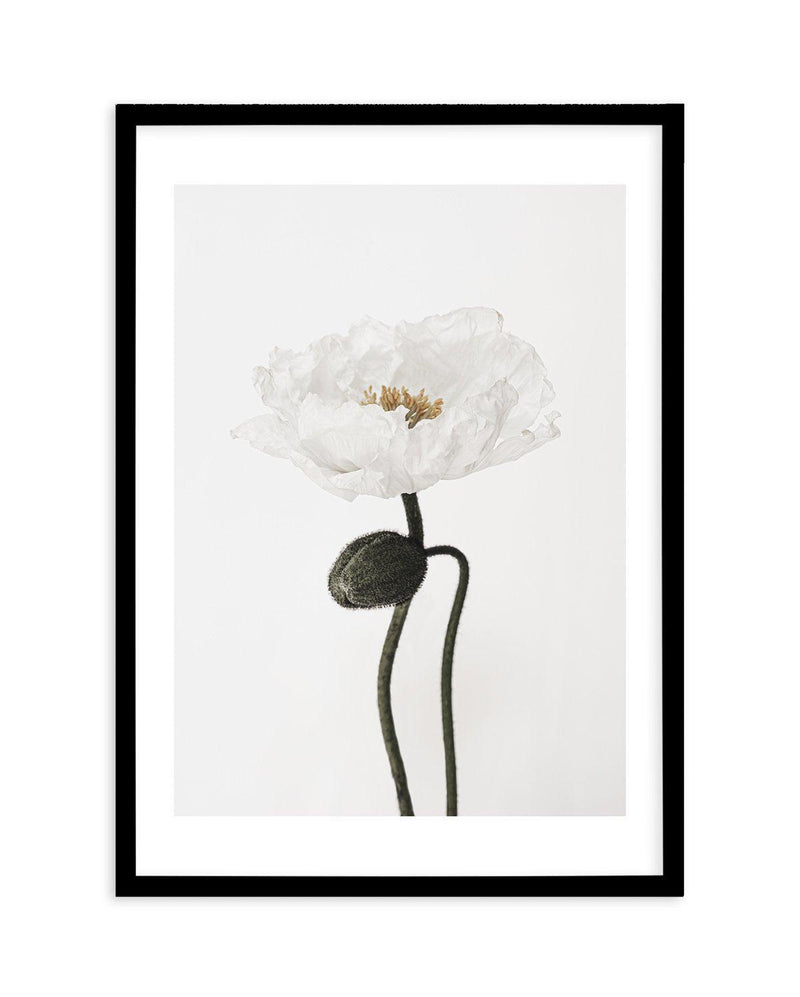 White Poppy I Art Print-PRINT-Olive et Oriel-Olive et Oriel-A5 | 5.8" x 8.3" | 14.8 x 21cm-Black-With White Border-Buy-Australian-Art-Prints-Online-with-Olive-et-Oriel-Your-Artwork-Specialists-Austrailia-Decorate-With-Coastal-Photo-Wall-Art-Prints-From-Our-Beach-House-Artwork-Collection-Fine-Poster-and-Framed-Artwork