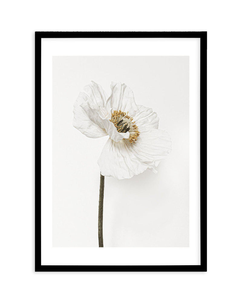 White Poppy II Art Print-PRINT-Olive et Oriel-Olive et Oriel-A5 | 5.8" x 8.3" | 14.8 x 21cm-Black-With White Border-Buy-Australian-Art-Prints-Online-with-Olive-et-Oriel-Your-Artwork-Specialists-Austrailia-Decorate-With-Coastal-Photo-Wall-Art-Prints-From-Our-Beach-House-Artwork-Collection-Fine-Poster-and-Framed-Artwork