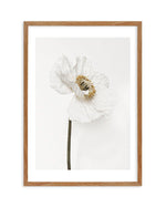 White Poppy II Art Print-PRINT-Olive et Oriel-Olive et Oriel-50x70 cm | 19.6" x 27.5"-Walnut-With White Border-Buy-Australian-Art-Prints-Online-with-Olive-et-Oriel-Your-Artwork-Specialists-Austrailia-Decorate-With-Coastal-Photo-Wall-Art-Prints-From-Our-Beach-House-Artwork-Collection-Fine-Poster-and-Framed-Artwork