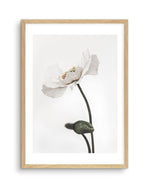 White Poppy III Art Print-PRINT-Olive et Oriel-Olive et Oriel-A5 | 5.8" x 8.3" | 14.8 x 21cm-Oak-With White Border-Buy-Australian-Art-Prints-Online-with-Olive-et-Oriel-Your-Artwork-Specialists-Austrailia-Decorate-With-Coastal-Photo-Wall-Art-Prints-From-Our-Beach-House-Artwork-Collection-Fine-Poster-and-Framed-Artwork