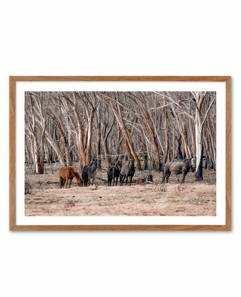 Wild Brumbies | After Fire Art Print-PRINT-Olive et Oriel-Olive et Oriel-50x70 cm | 19.6" x 27.5"-Walnut-With White Border-Buy-Australian-Art-Prints-Online-with-Olive-et-Oriel-Your-Artwork-Specialists-Austrailia-Decorate-With-Coastal-Photo-Wall-Art-Prints-From-Our-Beach-House-Artwork-Collection-Fine-Poster-and-Framed-Artwork
