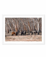 Wild Brumbies | After Fire Art Print-PRINT-Olive et Oriel-Olive et Oriel-A5 | 5.8" x 8.3" | 14.8 x 21cm-White-With White Border-Buy-Australian-Art-Prints-Online-with-Olive-et-Oriel-Your-Artwork-Specialists-Austrailia-Decorate-With-Coastal-Photo-Wall-Art-Prints-From-Our-Beach-House-Artwork-Collection-Fine-Poster-and-Framed-Artwork