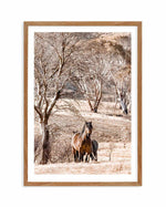 Wild Brumbies | Stallion Art Print-PRINT-Olive et Oriel-Olive et Oriel-50x70 cm | 19.6" x 27.5"-Walnut-With White Border-Buy-Australian-Art-Prints-Online-with-Olive-et-Oriel-Your-Artwork-Specialists-Austrailia-Decorate-With-Coastal-Photo-Wall-Art-Prints-From-Our-Beach-House-Artwork-Collection-Fine-Poster-and-Framed-Artwork