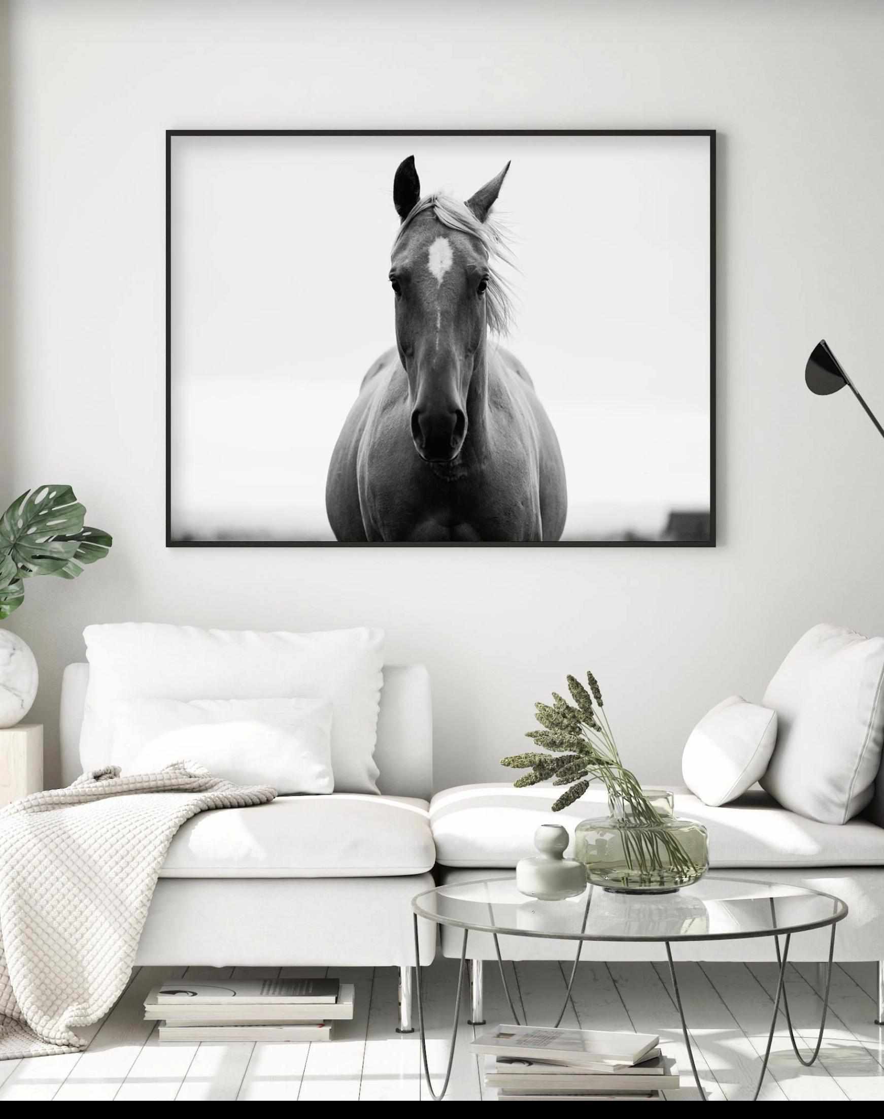 Horse Photographic Artworks: Art prints & framed canvas – Olive et Oriel
