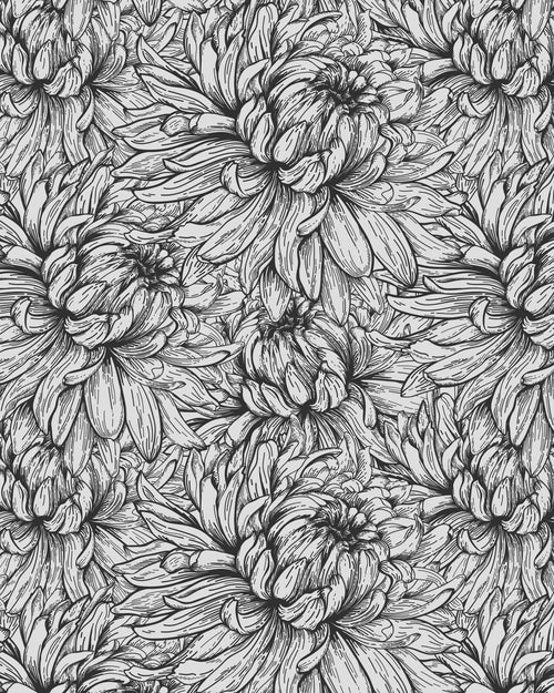 Chrysanthemum Flower Black & White Wallpaper