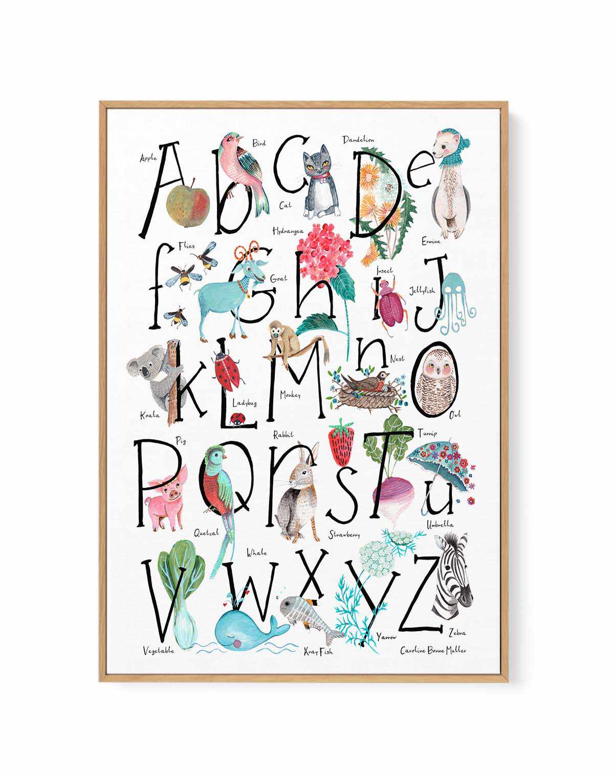 ABC Illustration by Caroline Bonne Muller | Framed Canvas Art Print