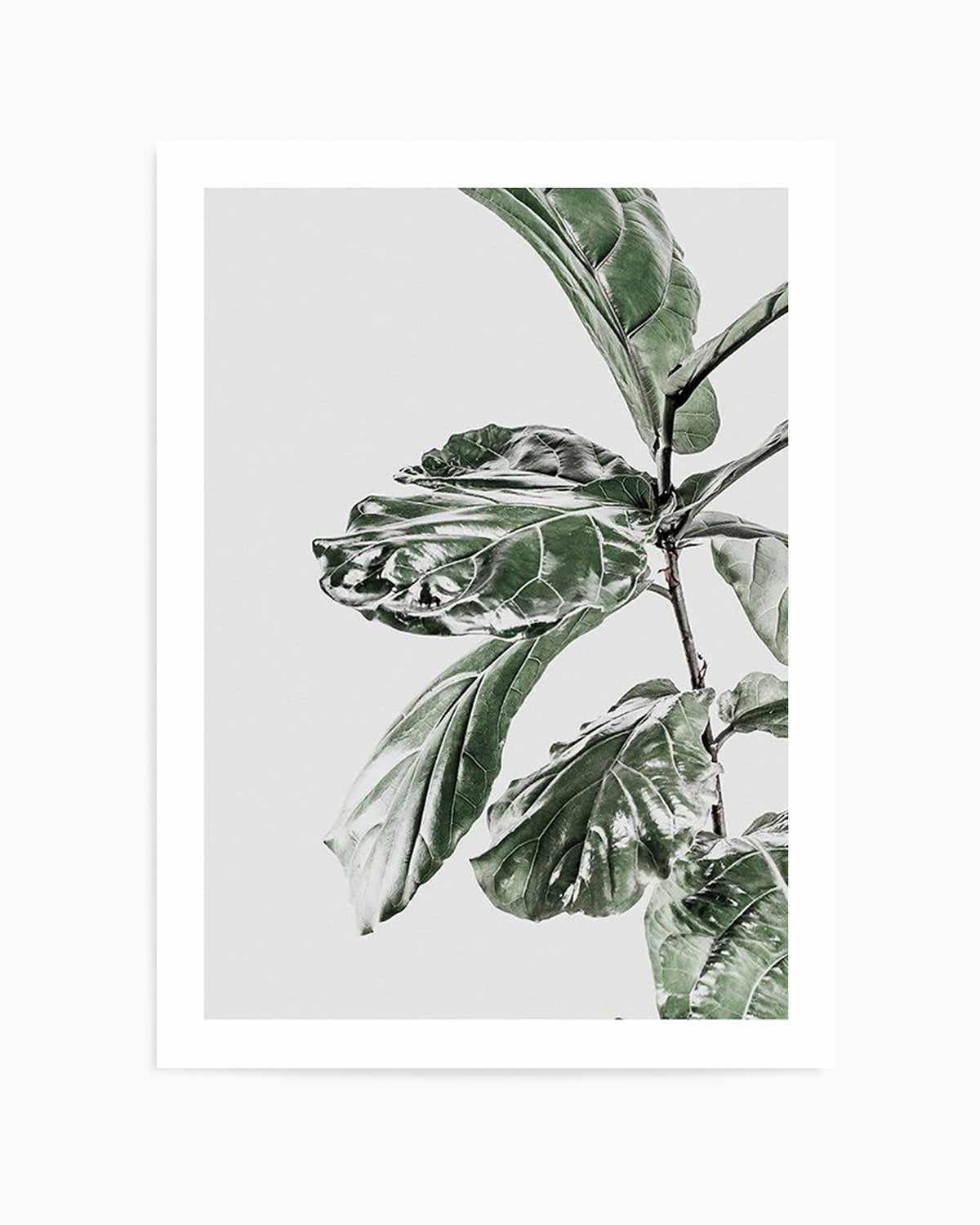 Abstract Fig II Art Print