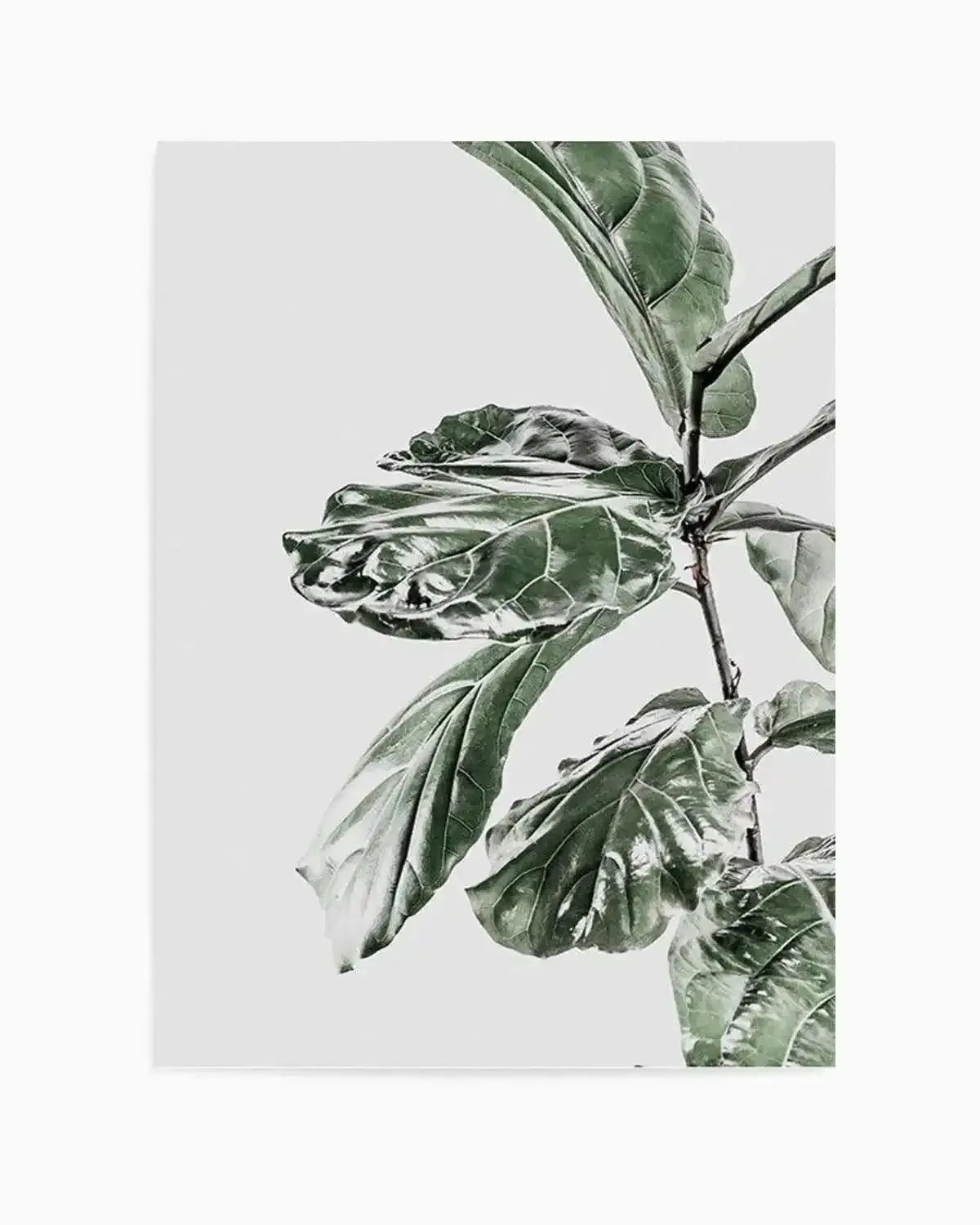 Abstract Fig II Art Print from Olive et Oriel where you can shop wallpaper and artworks online