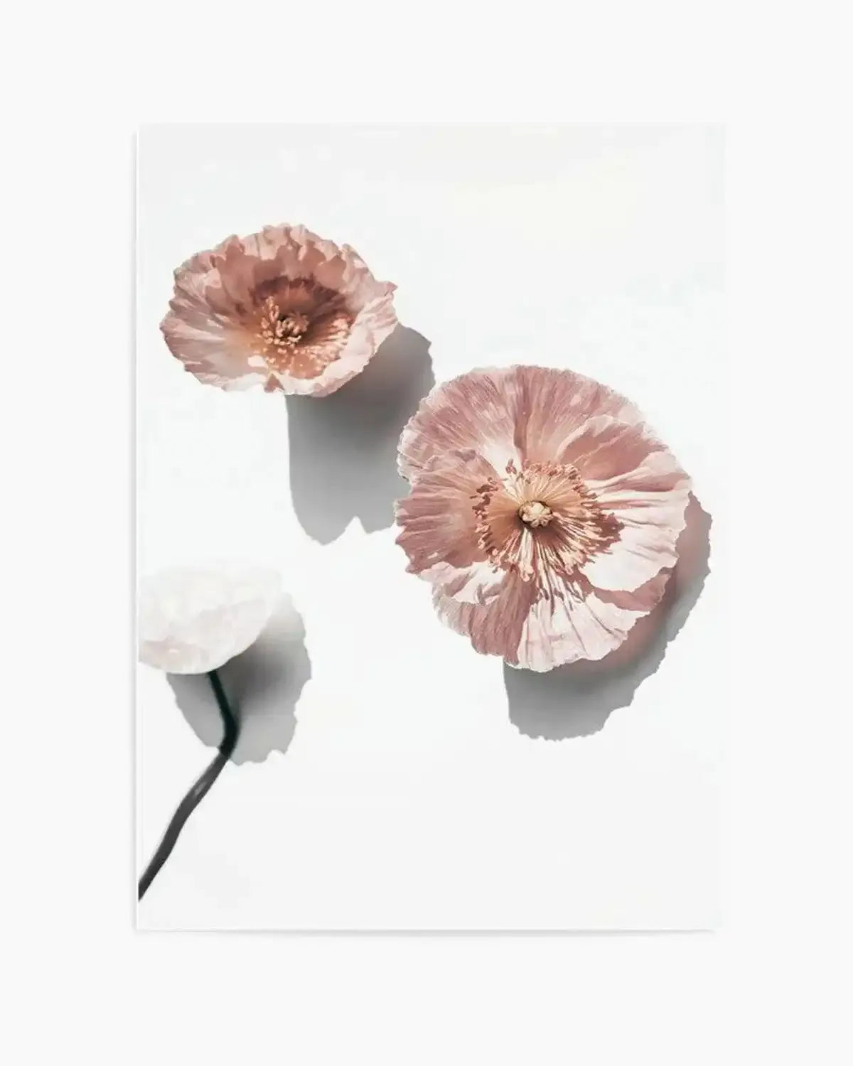 Abstract Poppies I Art Print from Olive et Oriel where you can shop wallpaper and artworks online