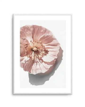 Framed art print featuring an abstract close-up of a poppy flower with delicate, layered petals in dusty rose, mauve, and cream tones. The flower head dominates the composition, showing fine radiating lines and texture throughout the petals, with a golden-bronze center stamen. A soft shadow is cast beneath the bloom against a light background. The artwork is presented in a silver-toned frame with a white border, creating a clean, minimalist presentation on a white wall.