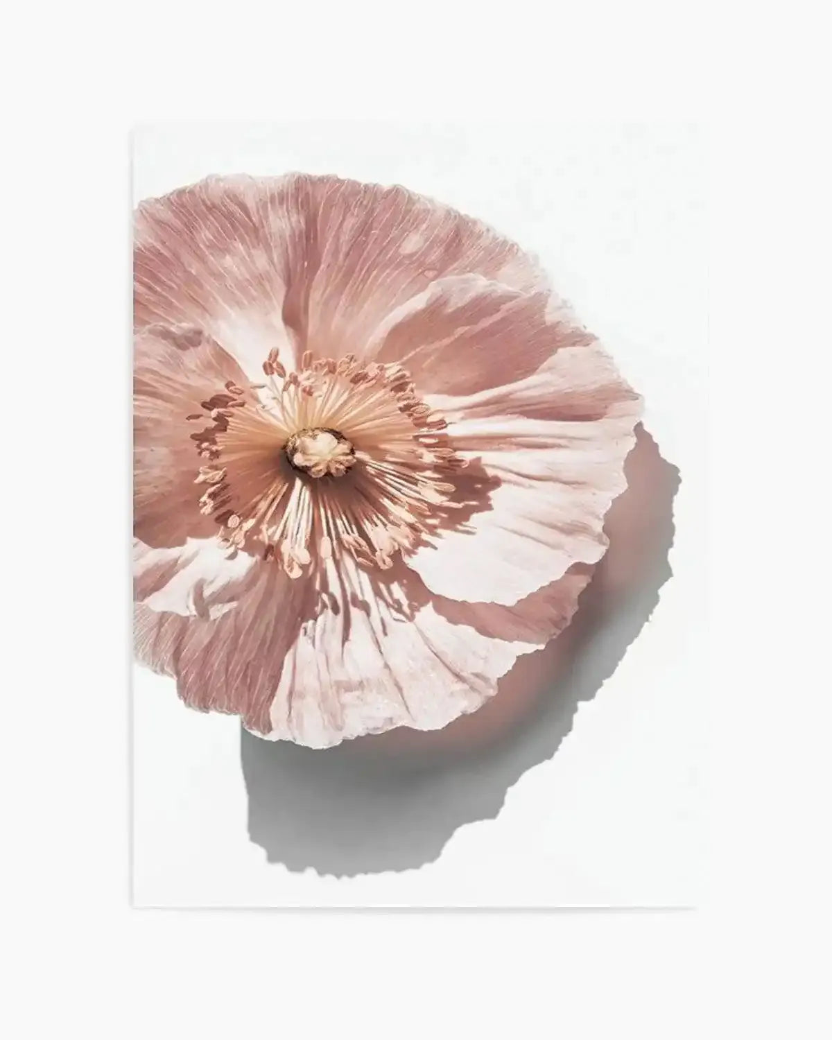 Abstract Poppies III Art Print from Olive et Oriel where you can shop wallpaper and artworks online