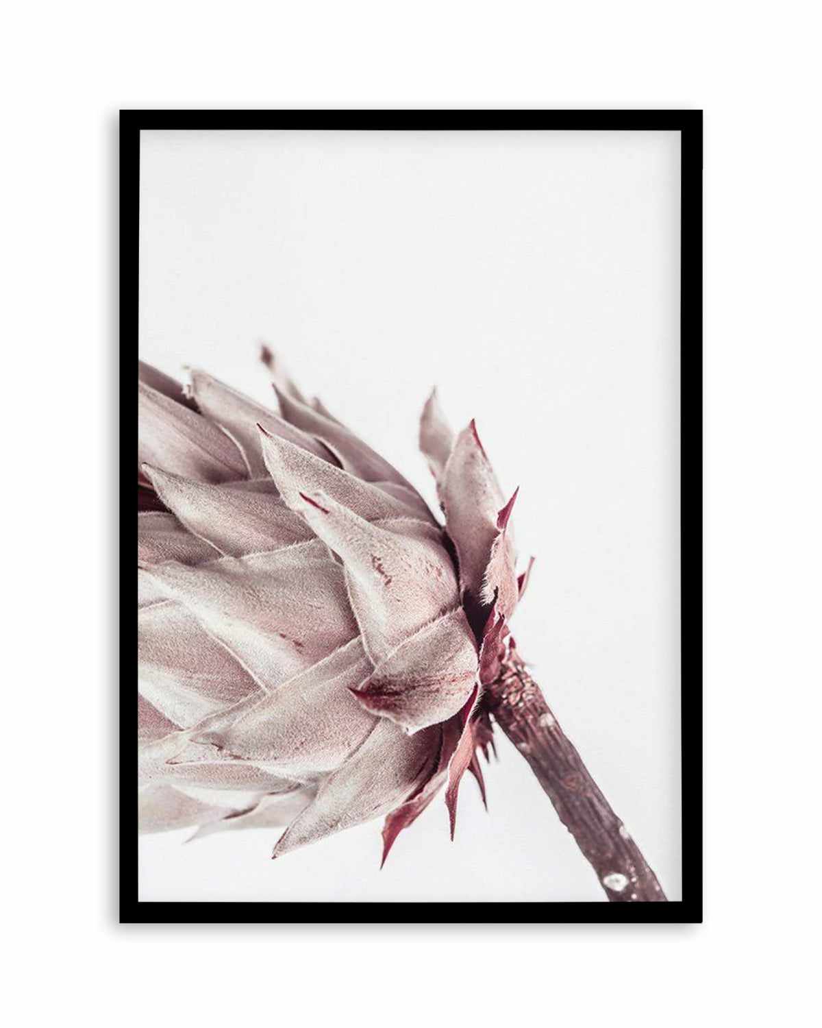 Abstract Protea I Art Print