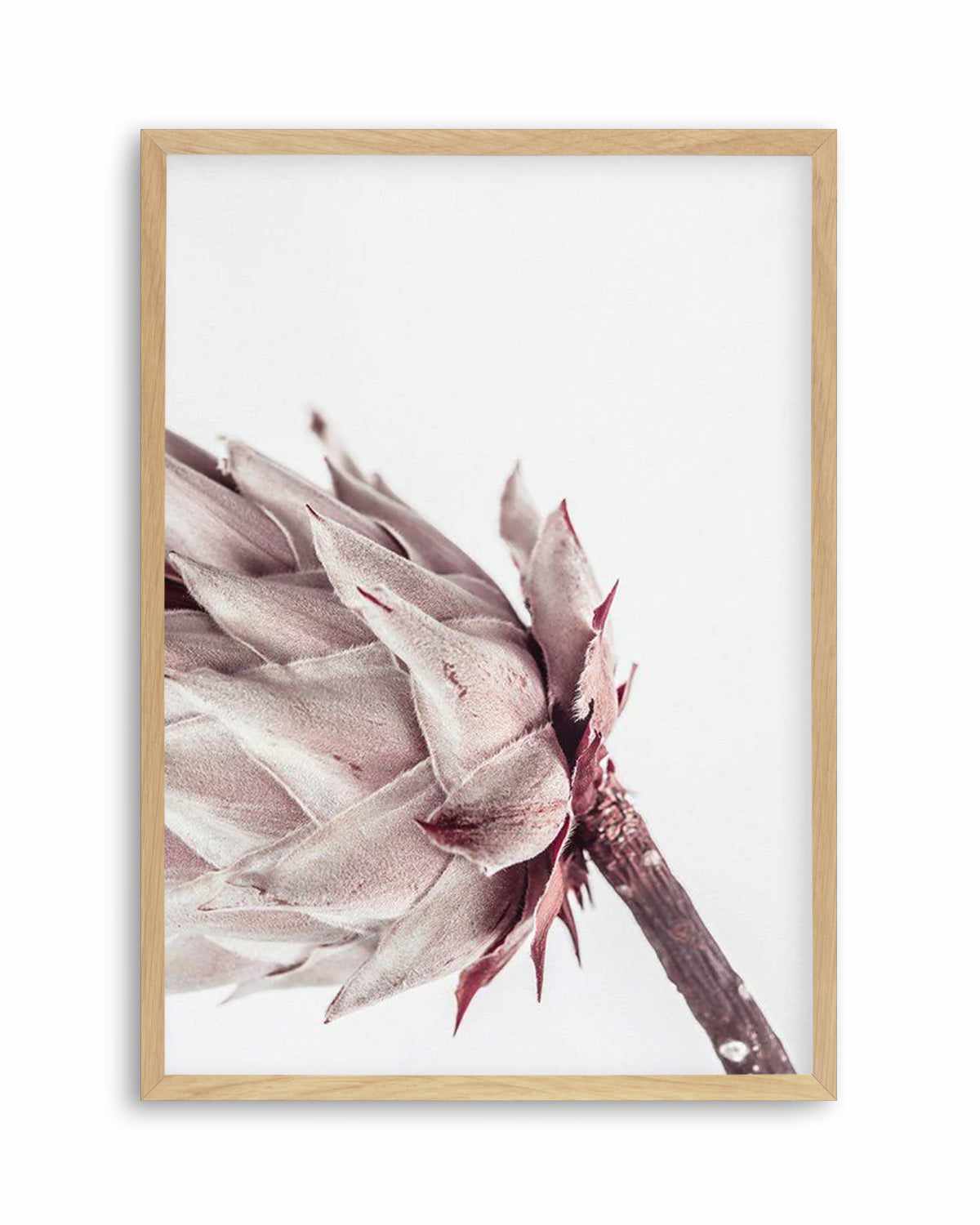 Abstract Protea I Art Print