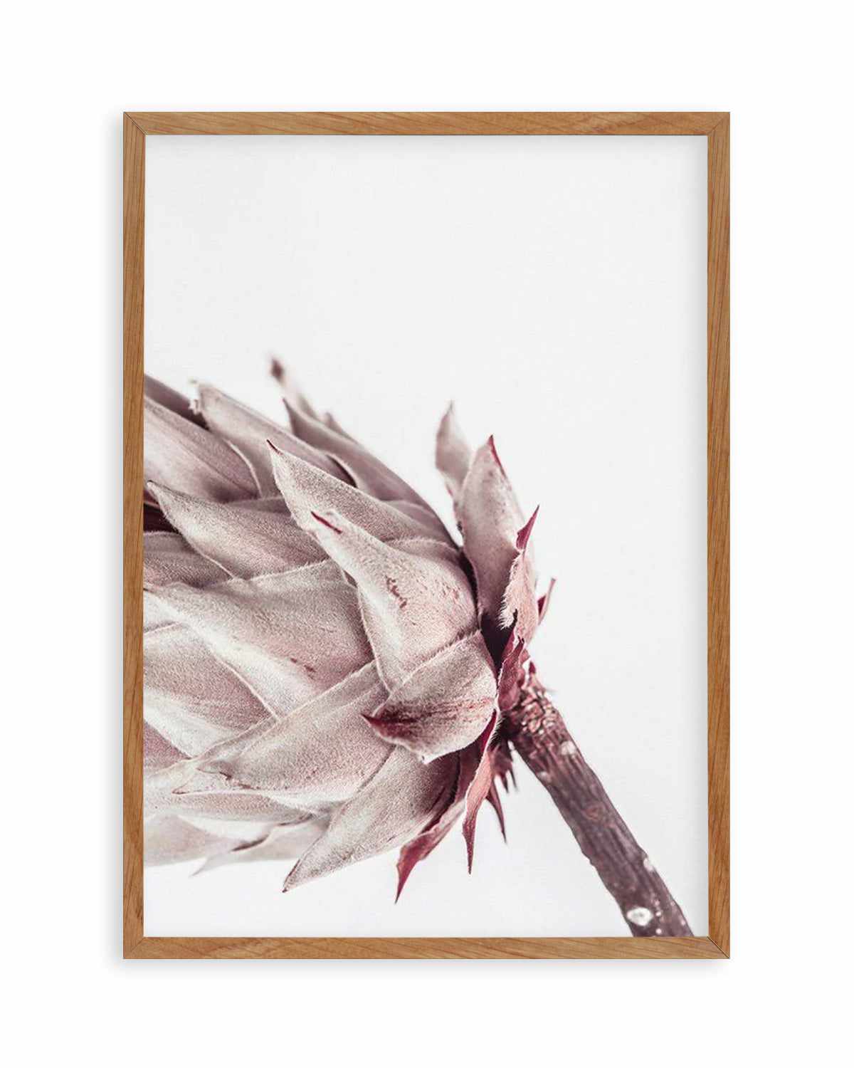 Abstract Protea I Art Print