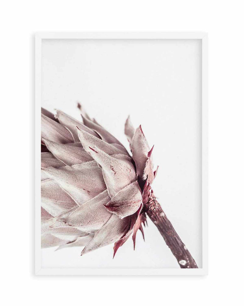 Abstract Protea I Art Print