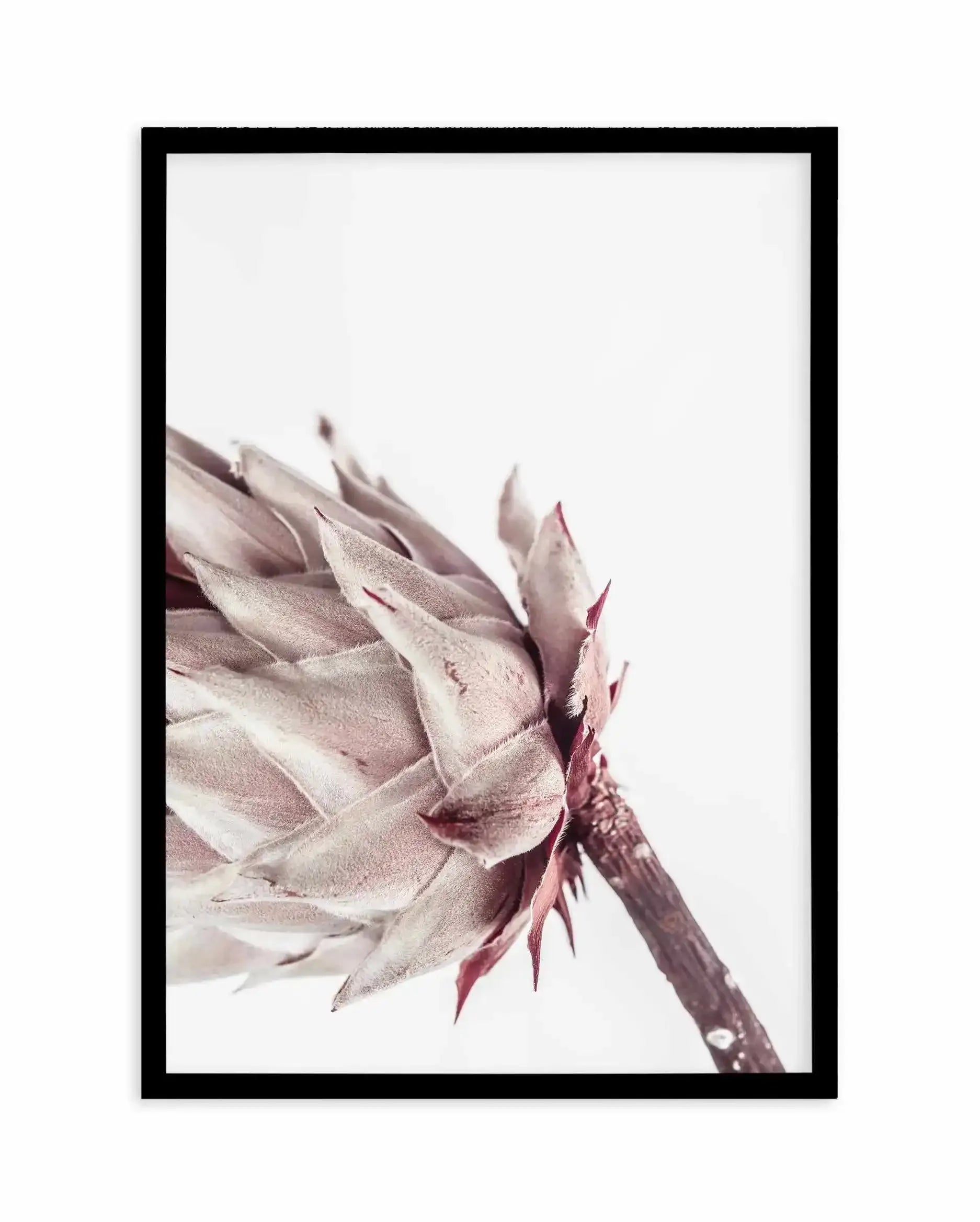 Abstract Protea I Art Print-Buy-Bohemian-Wall-Art-Print-And-Boho-Pictures-from-Olive-et-Oriel-Bohemian-Wall-Art-Print-And-Boho-Pictures-And-Also-Boho-Abstract-Art-Paintings-On-Canvas-For-A-Girls-Bedroom-Wall-Decor-Collection-of-Boho-Style-Feminine-Art-Poster-and-Framed-Artwork-Update-Your-Home-Decorating-Style-With-These-Beautiful-Wall-Art-Prints-Australia