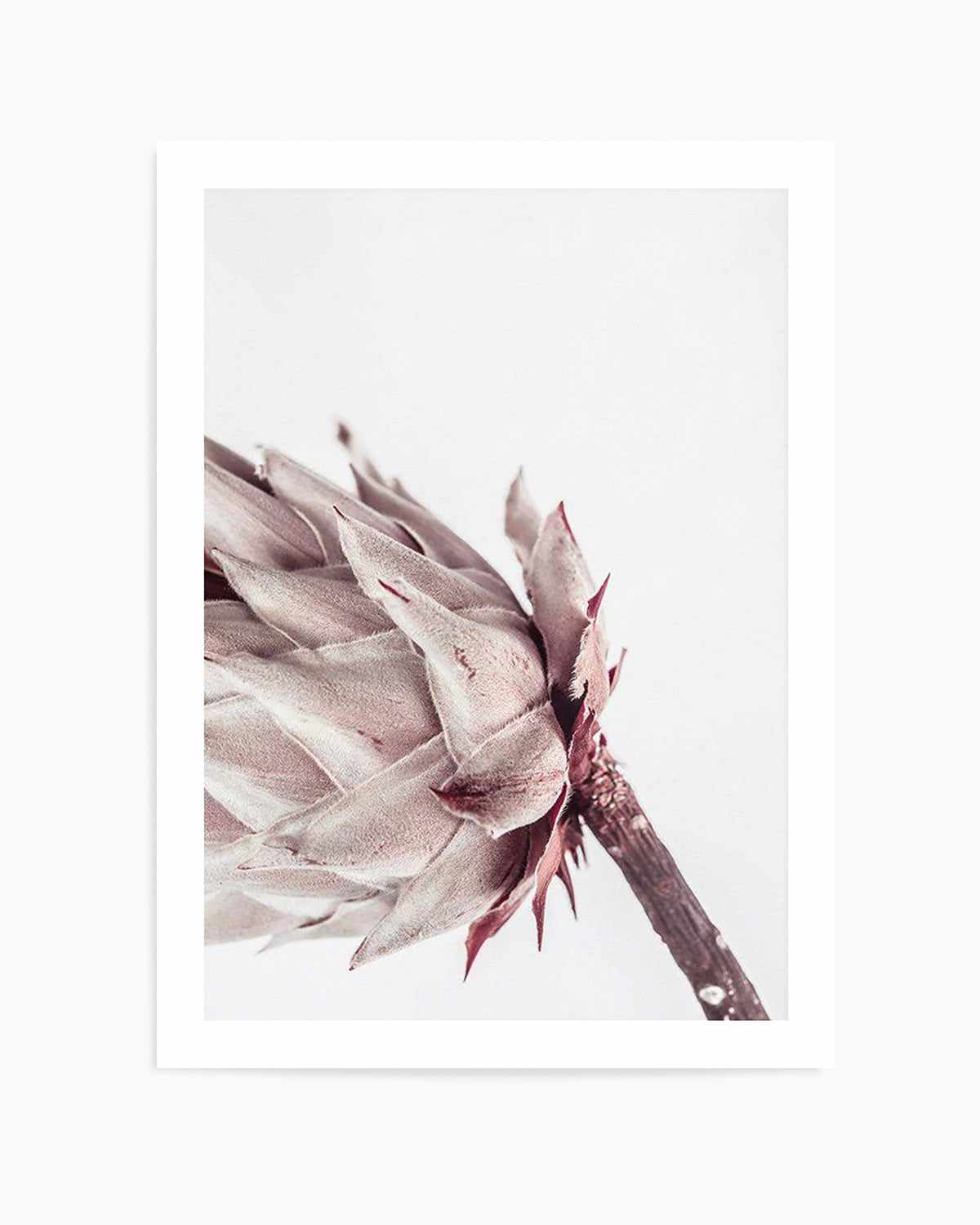 Abstract Protea I Art Print