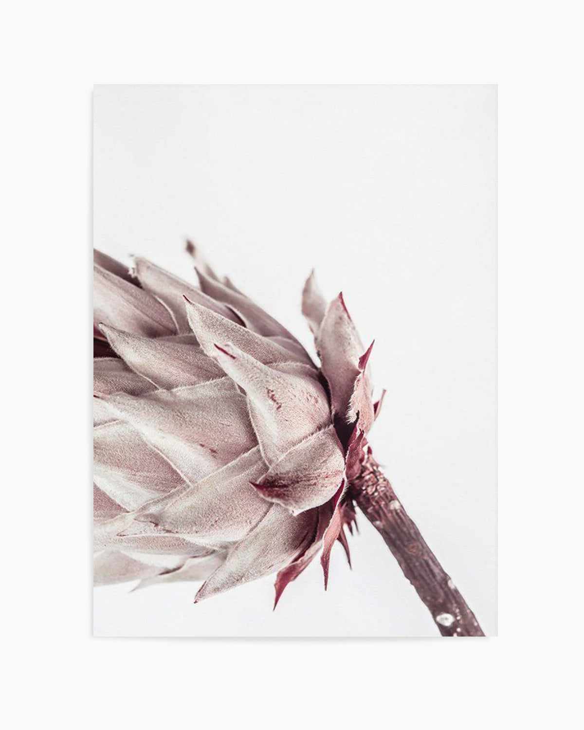 Abstract Protea I Art Print