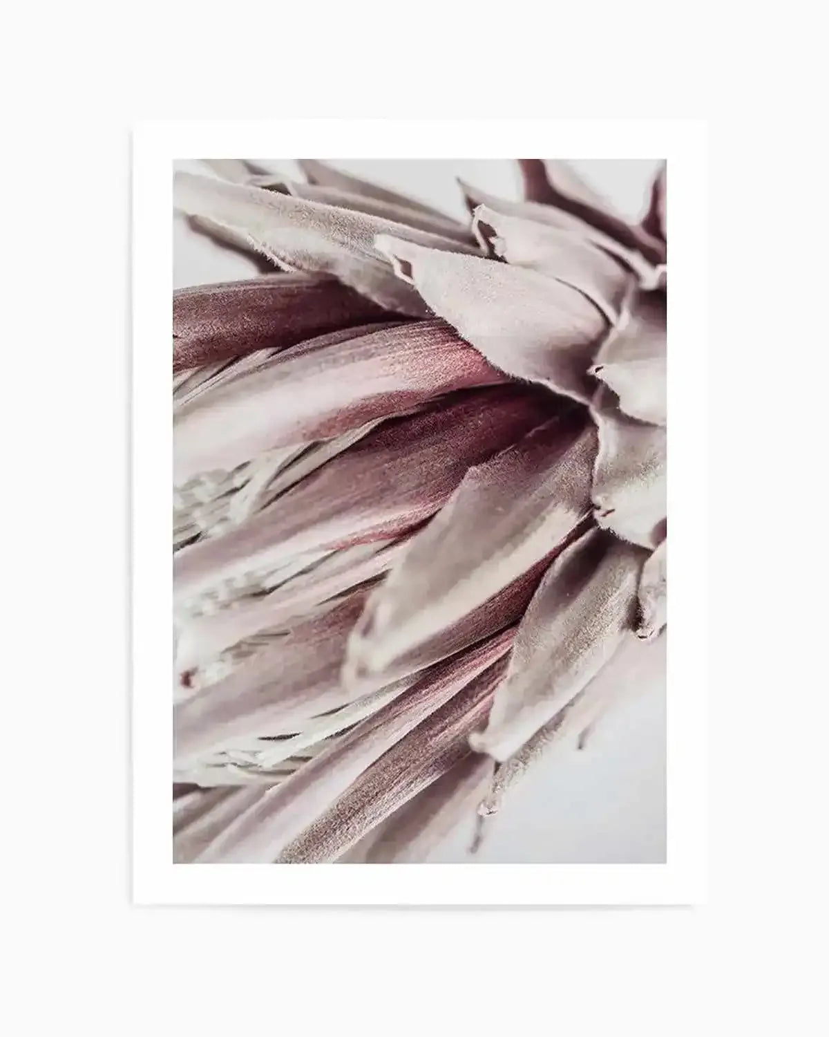 Abstract Protea II Art Print from Olive et Oriel where you can shop wallpaper and artworks online