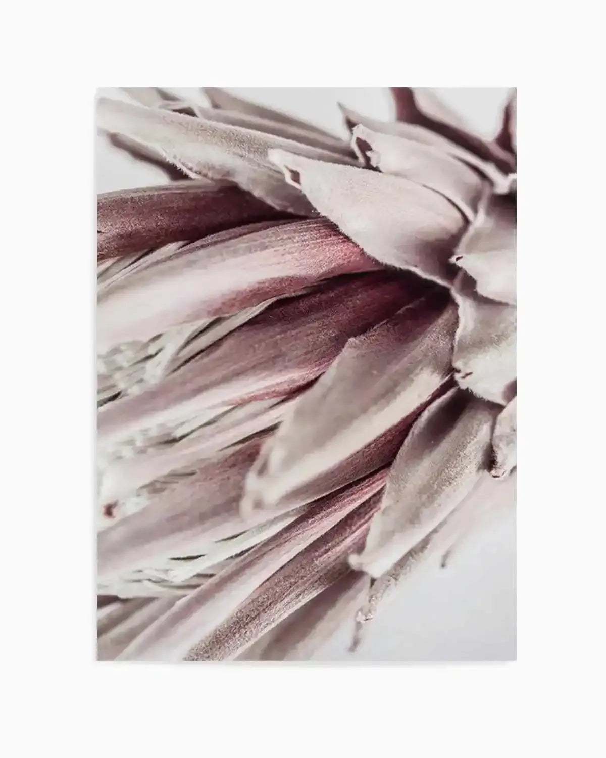 Abstract Protea II Art Print from Olive et Oriel where you can shop wallpaper and artworks online