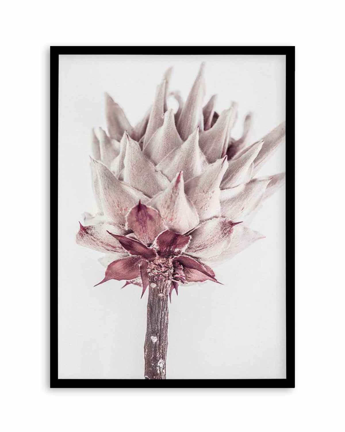 Abstract Protea III Art Print