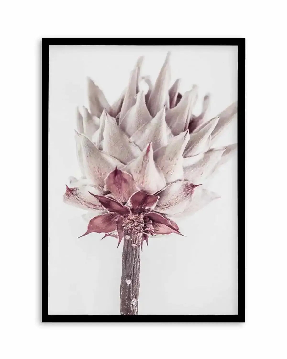 Abstract Protea III Art Print from Olive et Oriel where you can shop wallpaper and artworks online