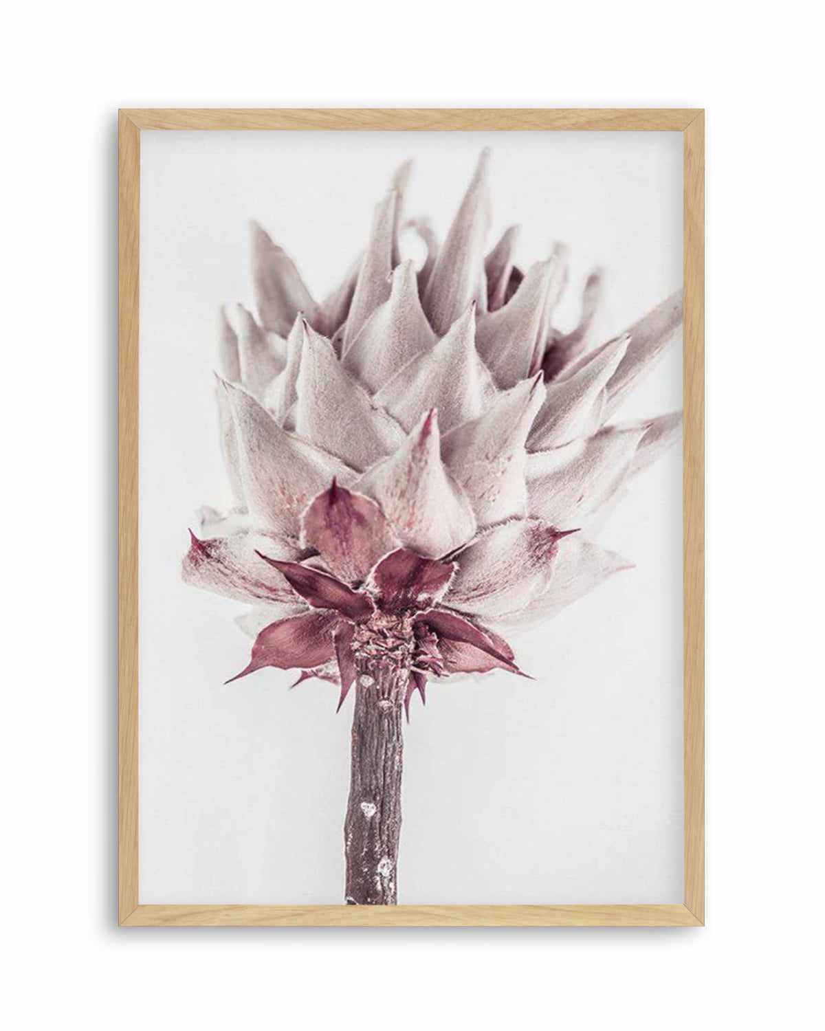 Abstract Protea III Art Print