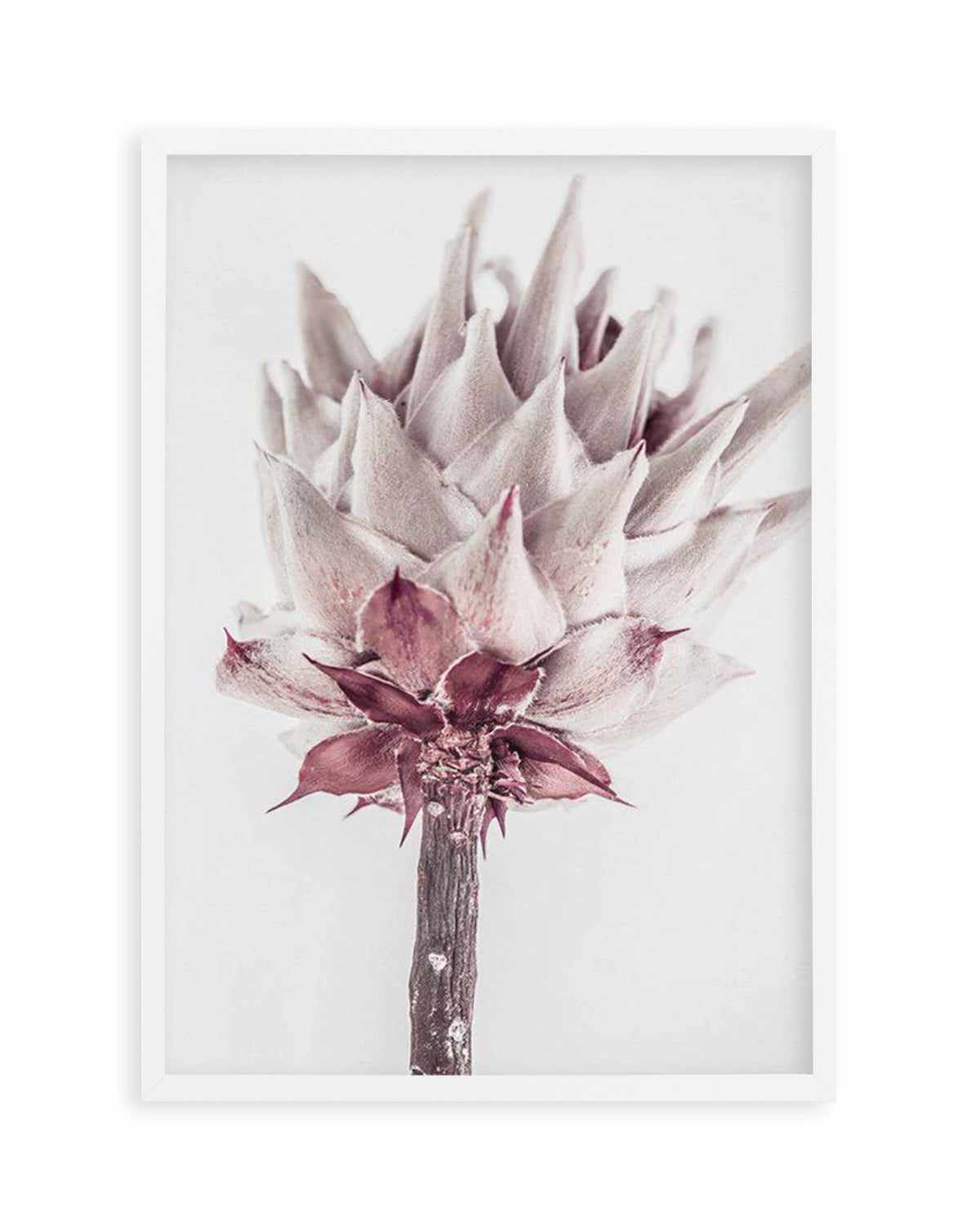 Abstract Protea III Art Print