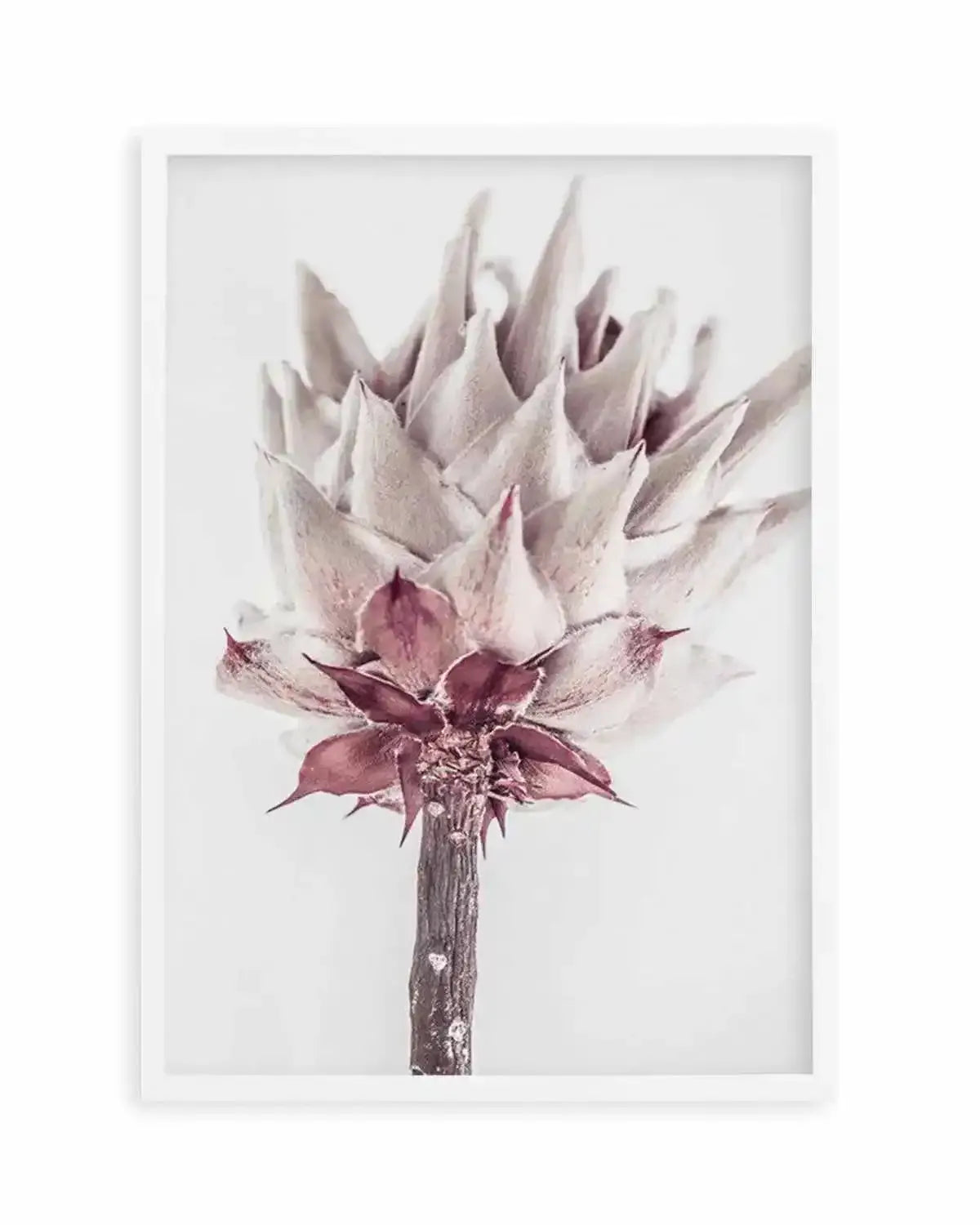 Abstract Protea III Art Print from Olive et Oriel where you can shop wallpaper and artworks online