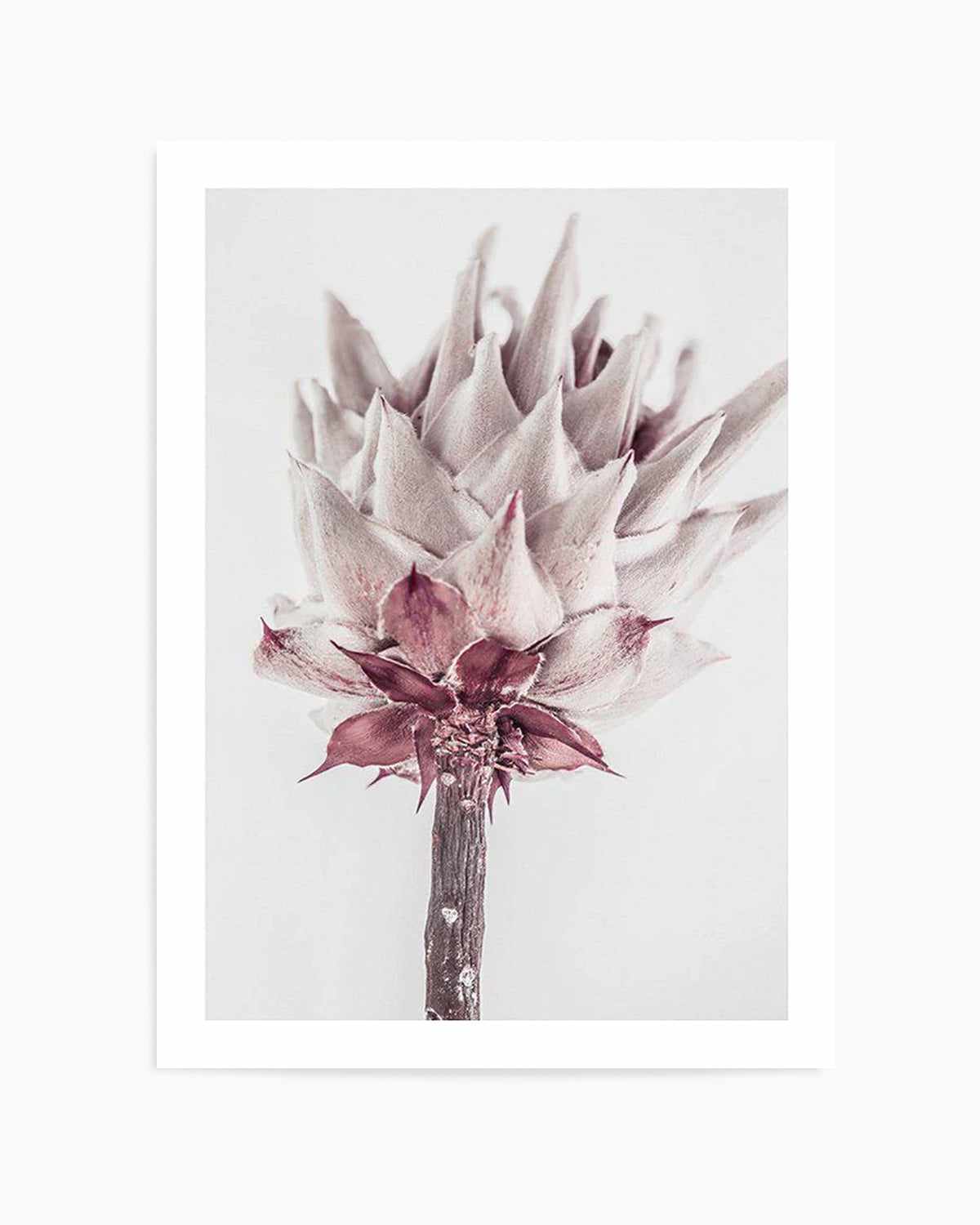 Abstract Protea III Art Print