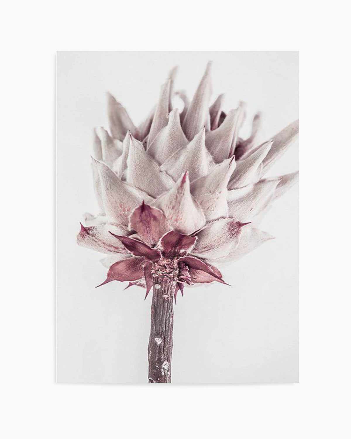 Abstract Protea III Art Print