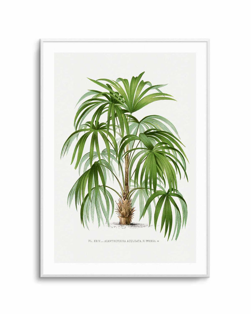 Acanthorhiza Aculeata Vintage Palm Poster Art Print
