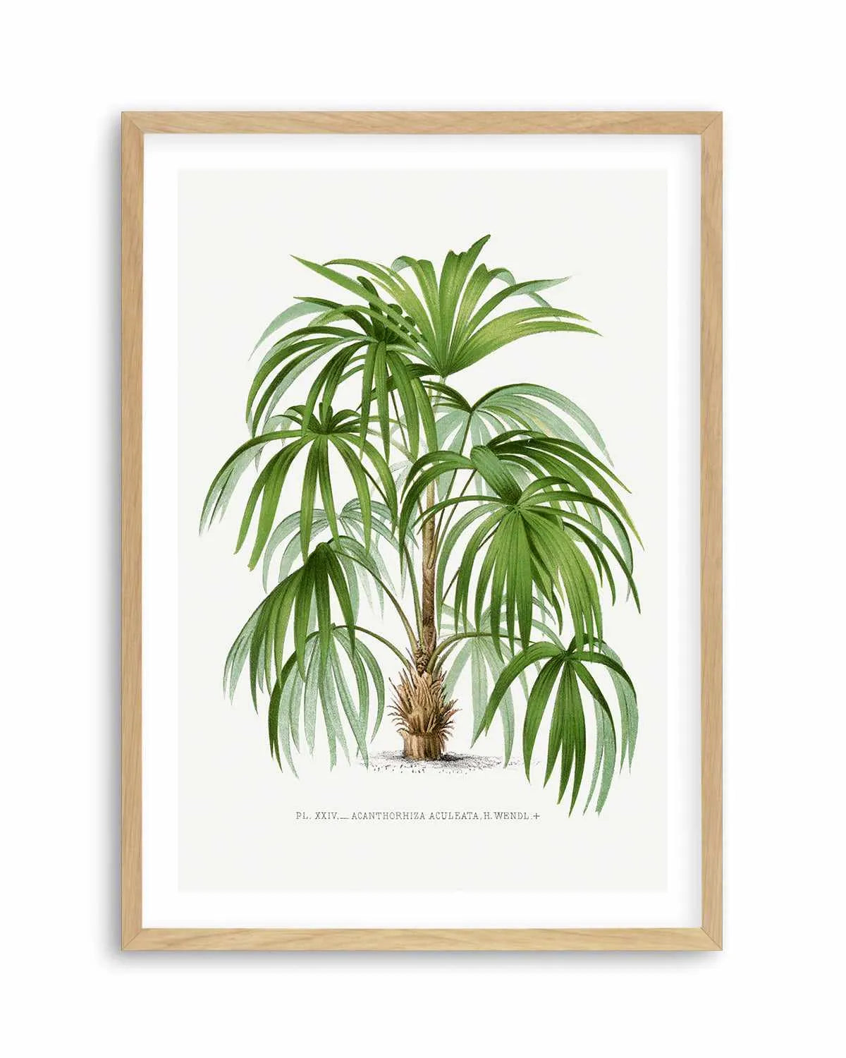 Acanthorhiza Aculeata Vintage Palm Poster Art Print from Olive et Oriel where you can shop wallpaper and artworks online