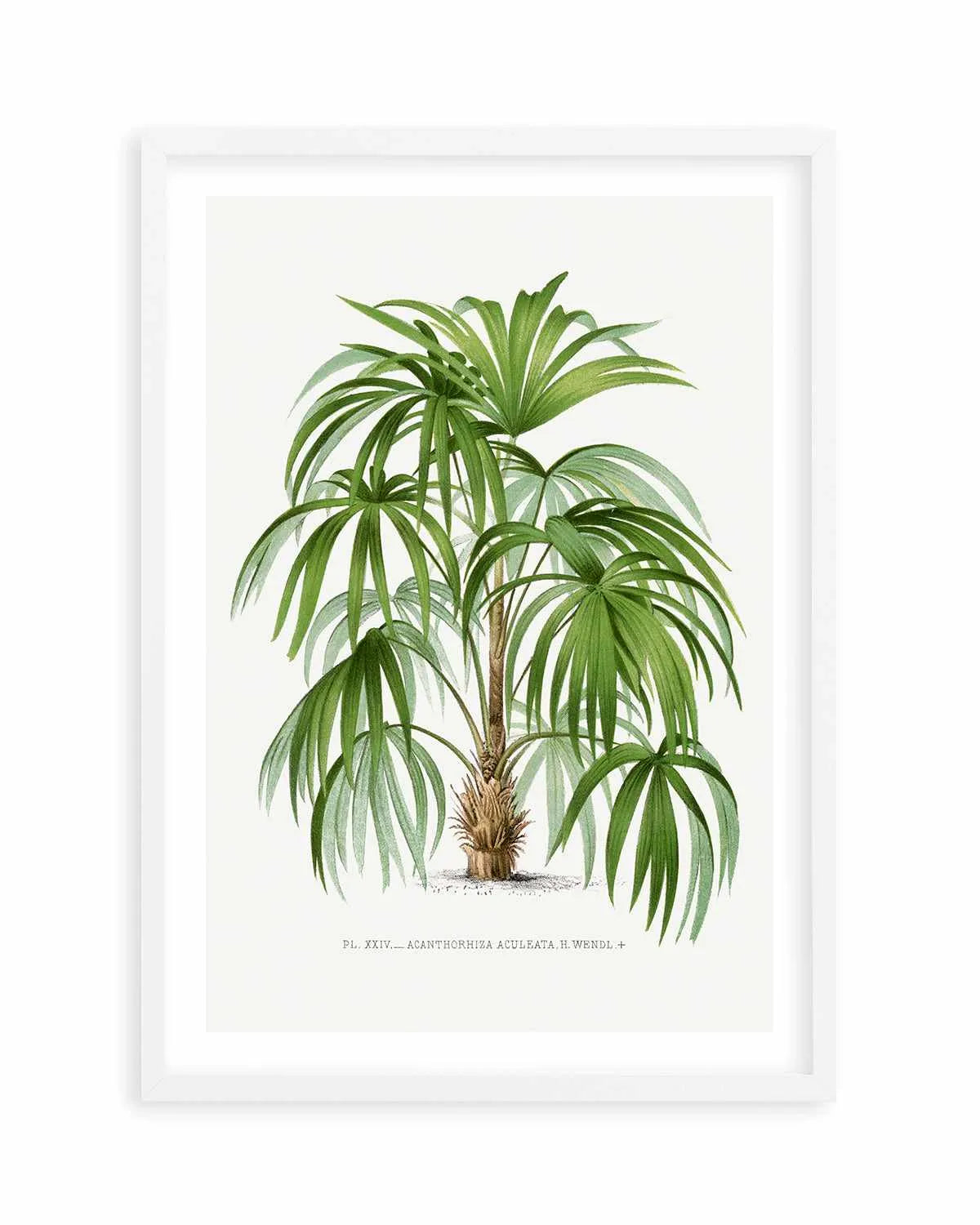 Acanthorhiza Aculeata Vintage Palm Poster Art Print from Olive et Oriel where you can shop wallpaper and artworks online