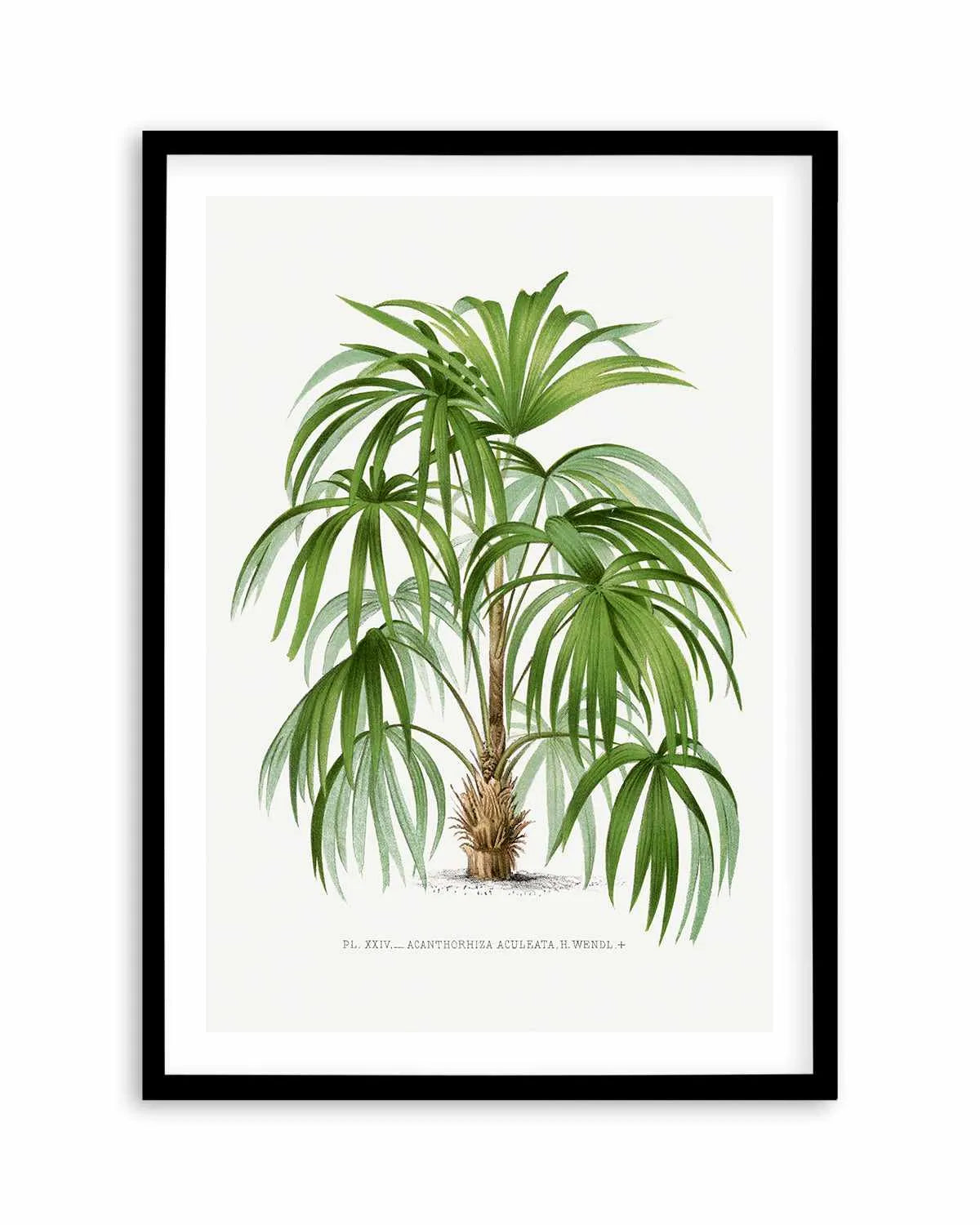 Acanthorhiza Aculeata Vintage Palm Poster Art Print from Olive et Oriel where you can shop wallpaper and artworks online