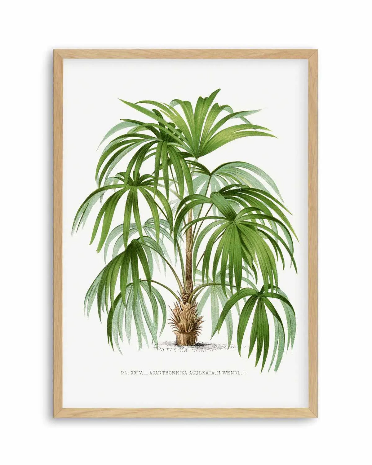 Acanthorhiza Aculeata Vintage Palm Poster Art Print from Olive et Oriel where you can shop wallpaper and artworks online